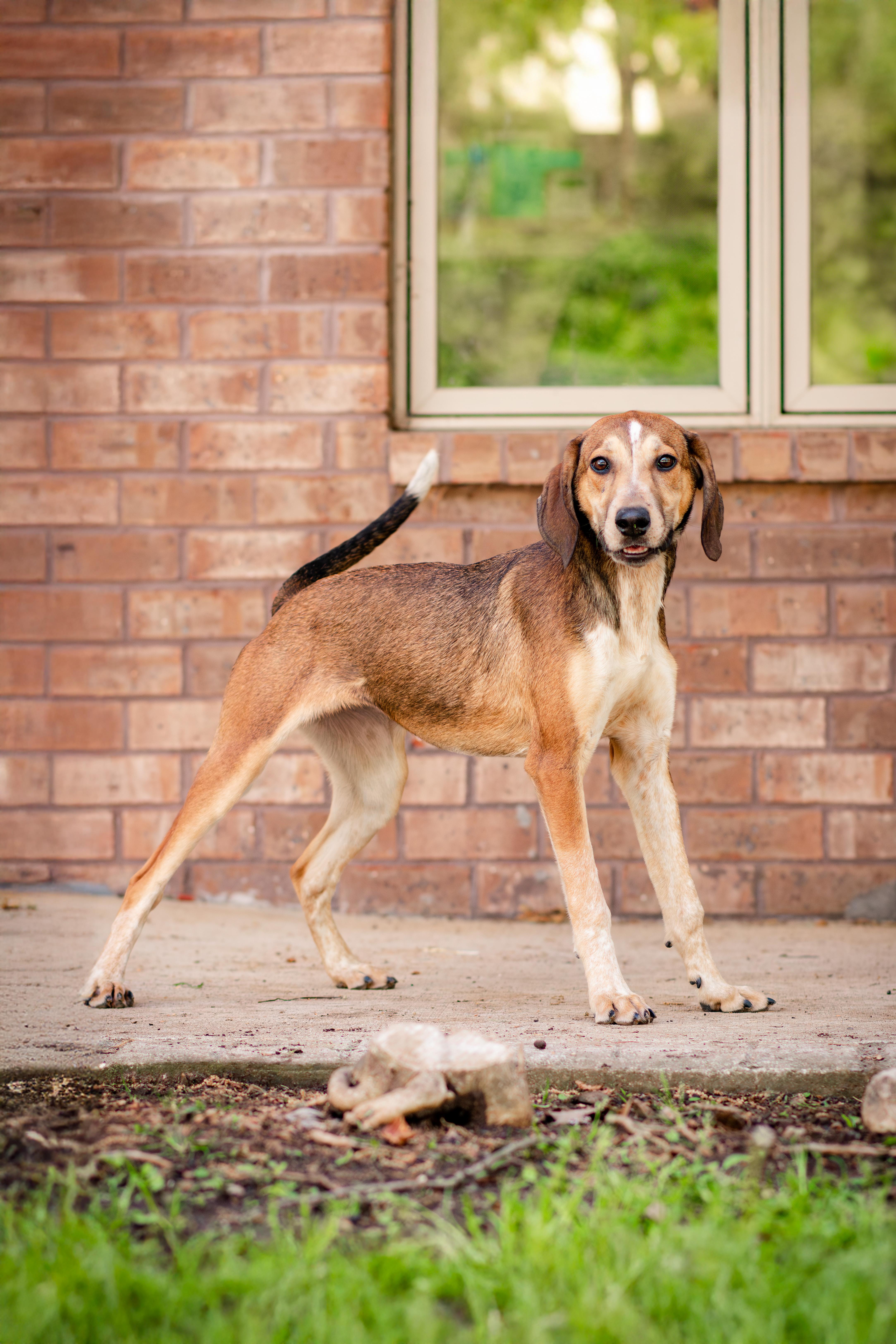 Enlarge Peach Puff , a ADOPTABLE mixed breed in Loudon, TN image 1/5