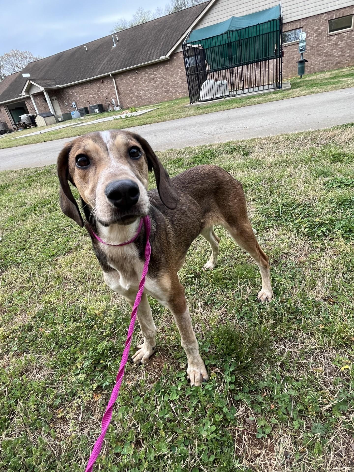 Enlarge Peach Puff , a ADOPTABLE mixed breed in Loudon, TN image 3/3