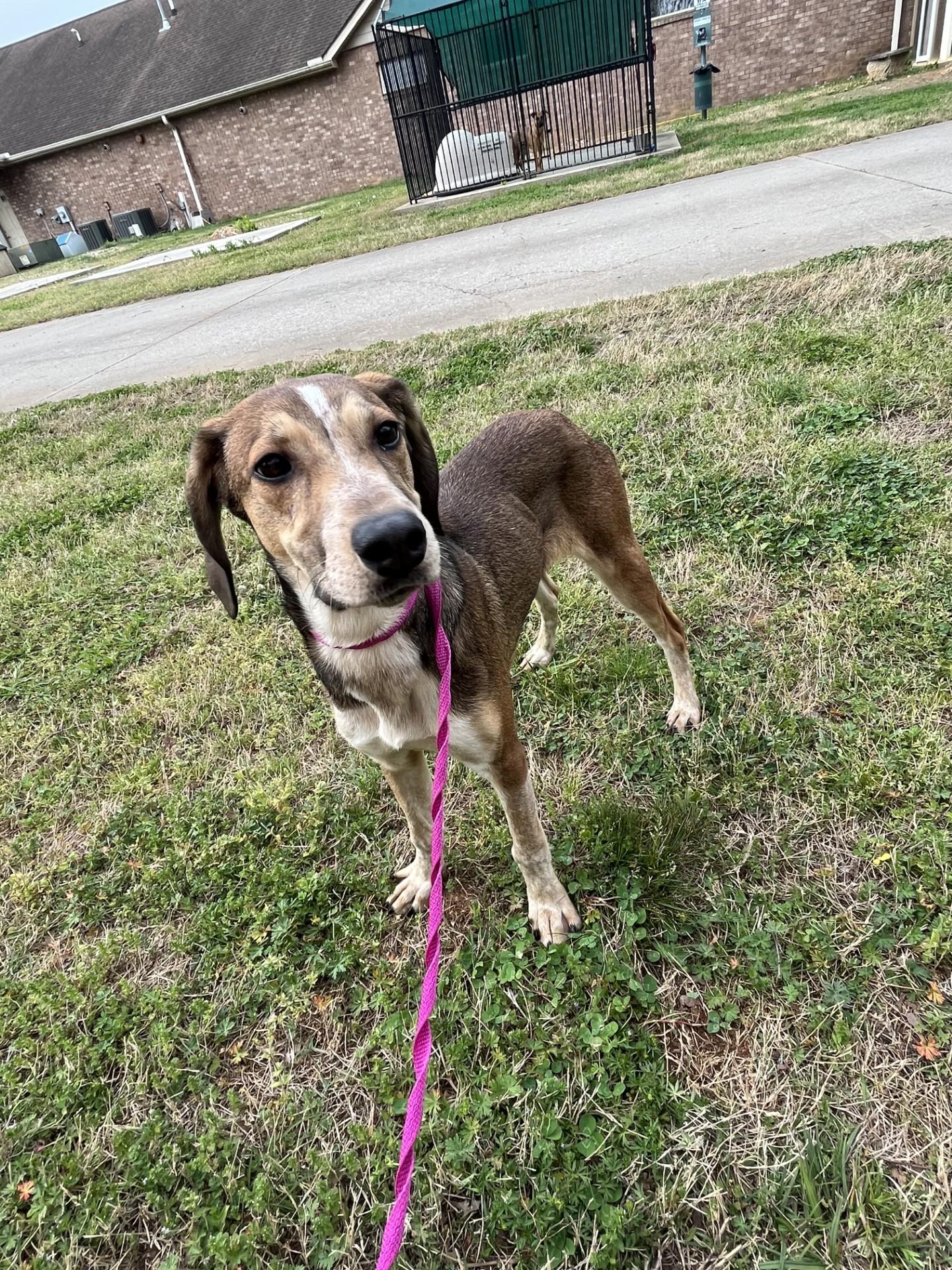 Enlarge Peach Puff , a ADOPTABLE mixed breed in Loudon, TN image 2/3