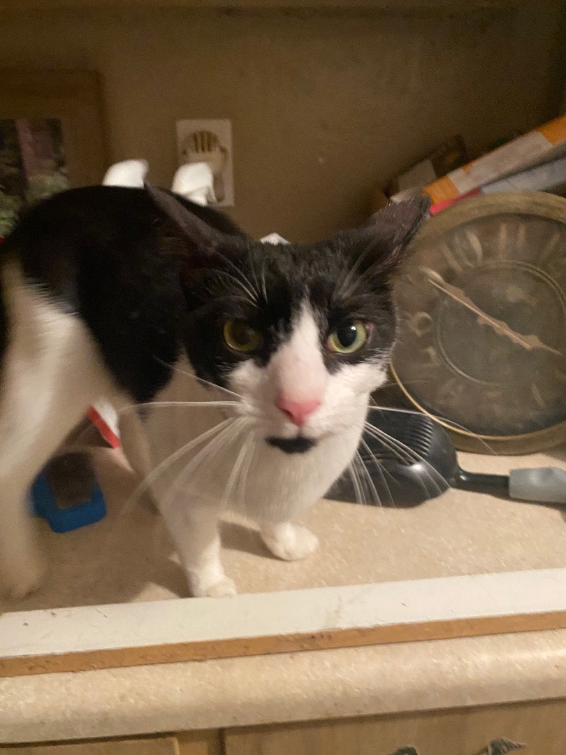 Cassie, an adoptable American Shorthair in Eagleville, TN, 37060 | Photo Image 2