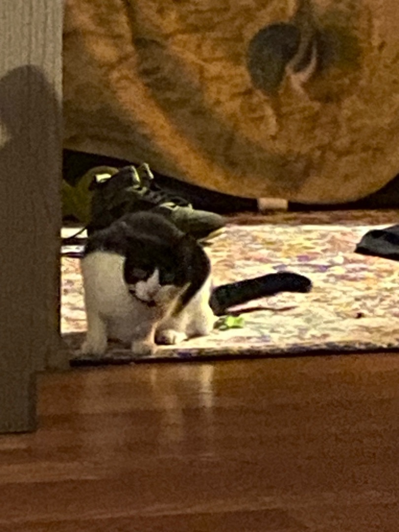 Cassie, an adoptable American Shorthair in Eagleville, TN, 37060 | Photo Image 3