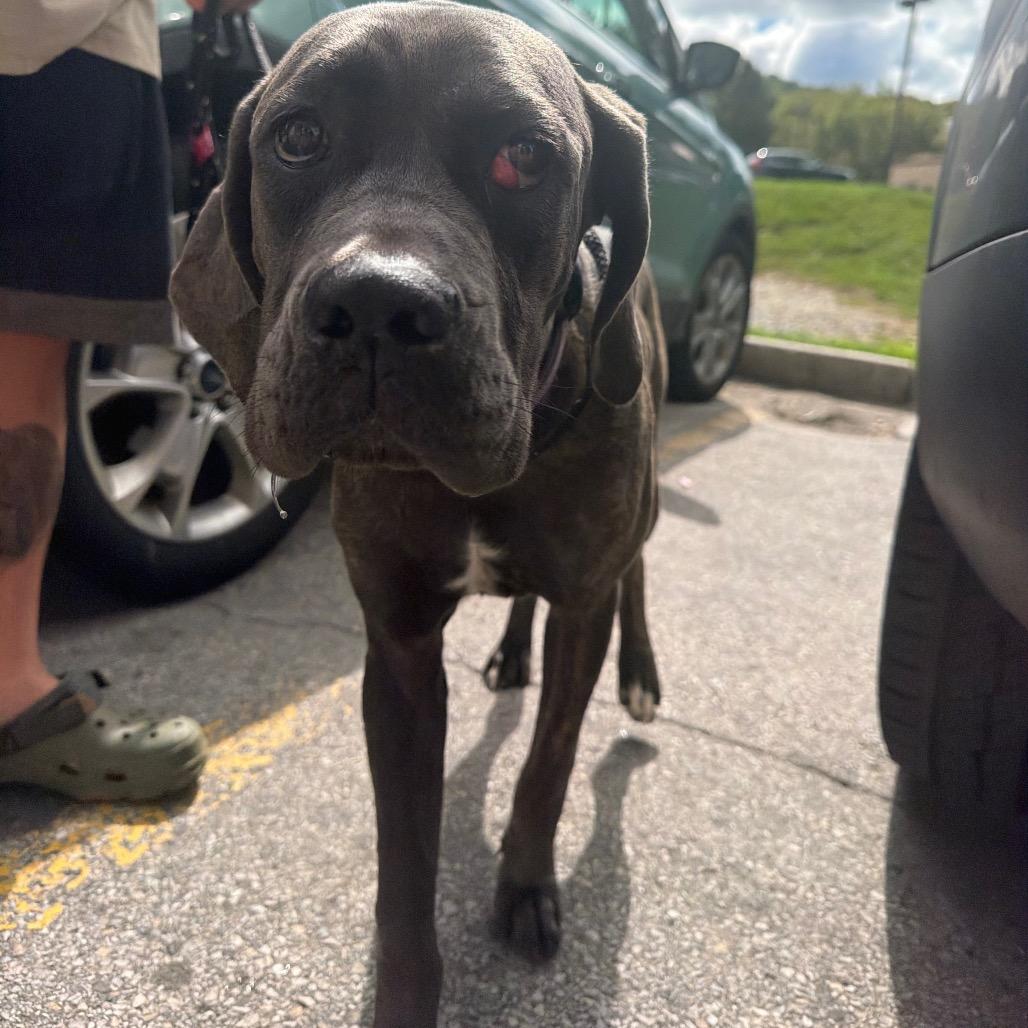 Enlarge Mabel, a Adoptable Cane Corso in manchester, PA image 1/6