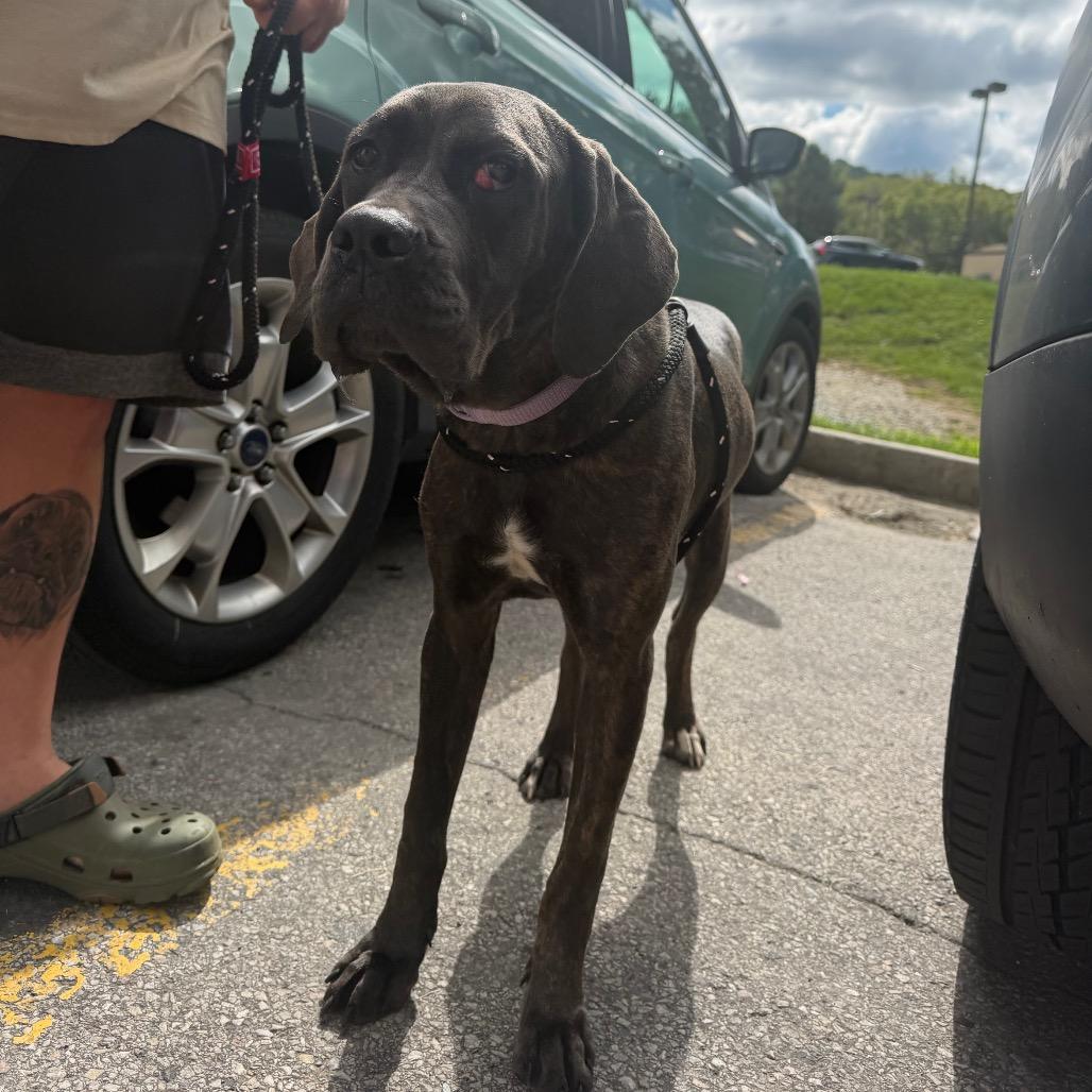 Enlarge Mabel, a Adoptable Cane Corso in manchester, PA image 2/6