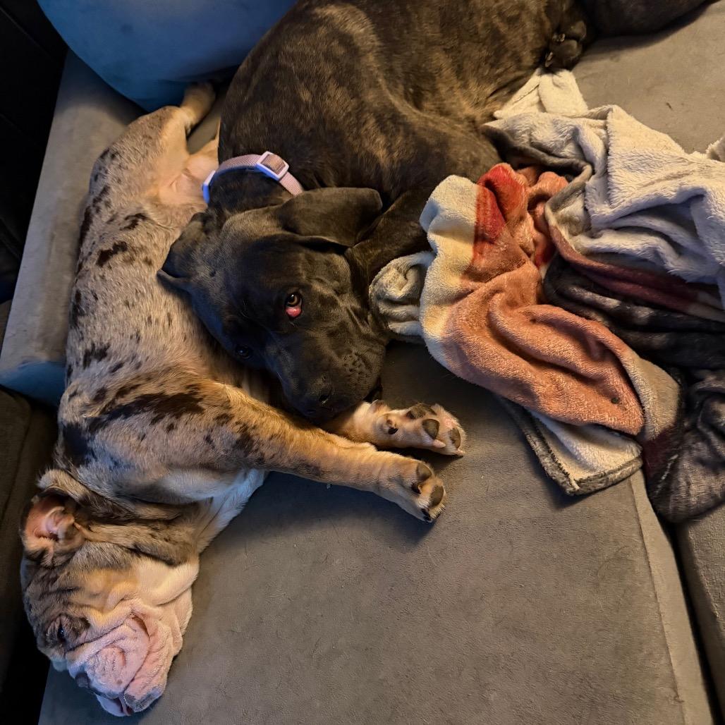 Enlarge Mabel, a Adoptable Cane Corso in manchester, PA image 3/6