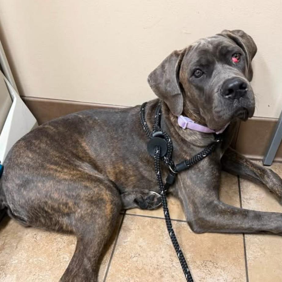 Enlarge Mabel, a Adoptable Cane Corso in manchester, PA image 4/6