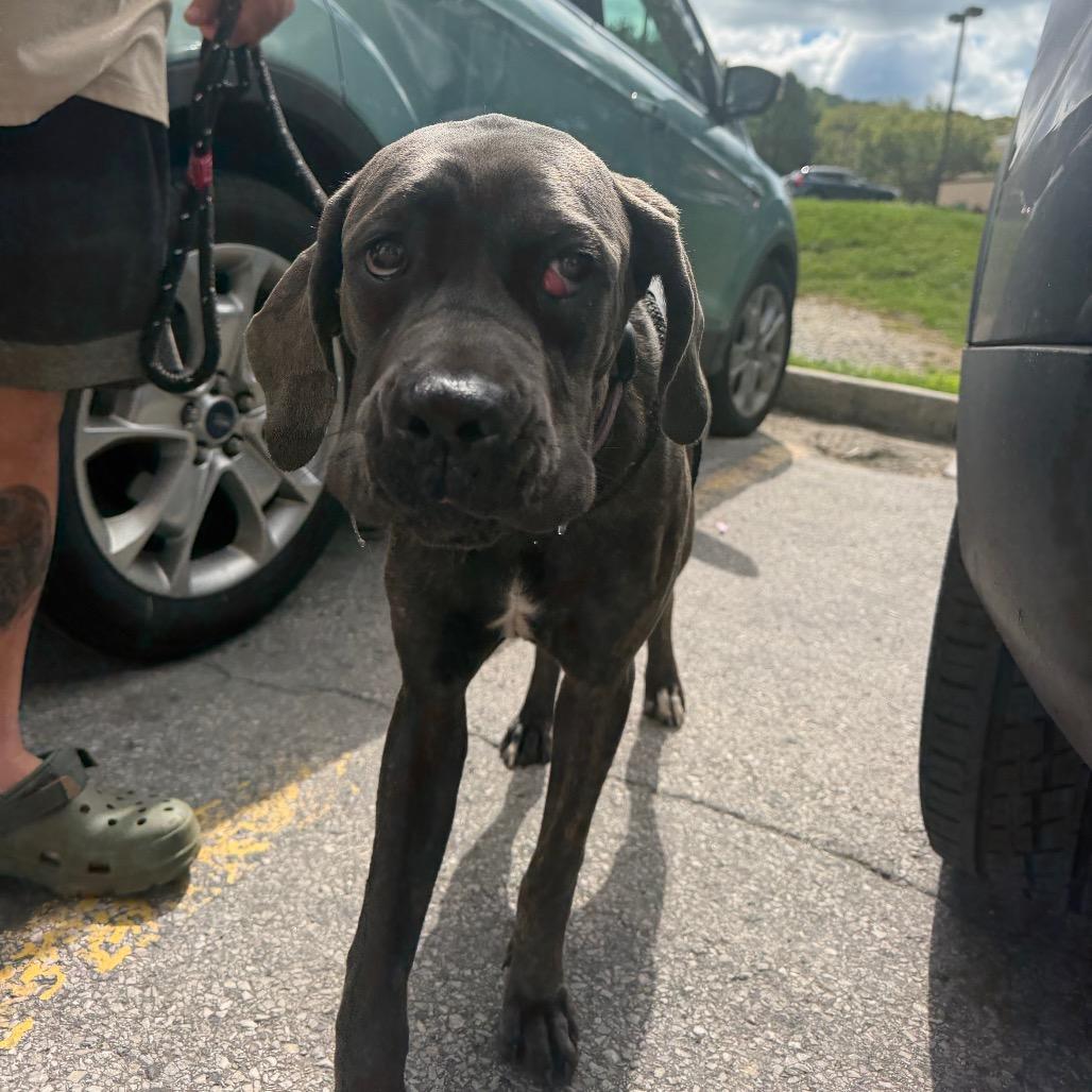 Enlarge Mabel, a Adoptable Cane Corso in manchester, PA image 5/6