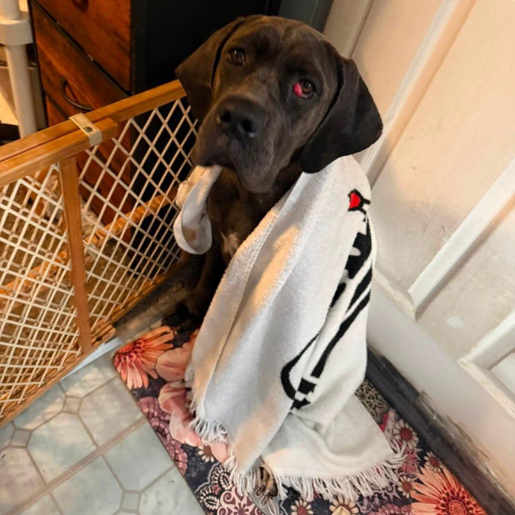 Enlarge Mabel, a Adoptable Cane Corso in manchester, PA image 6/6