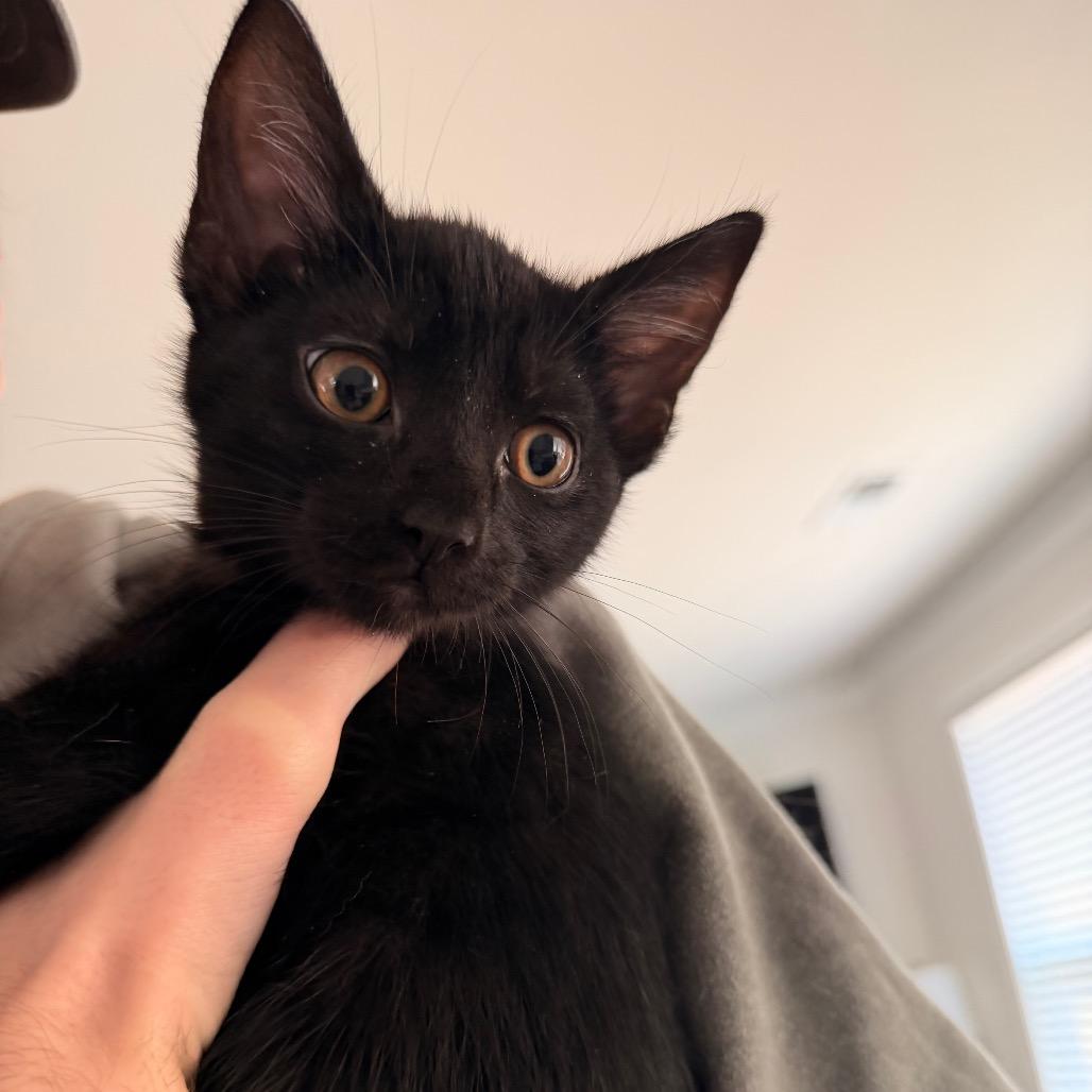 Enlarge Blackberry, a Adoptable Domestic Short Hair in Inman, SC image 1/1