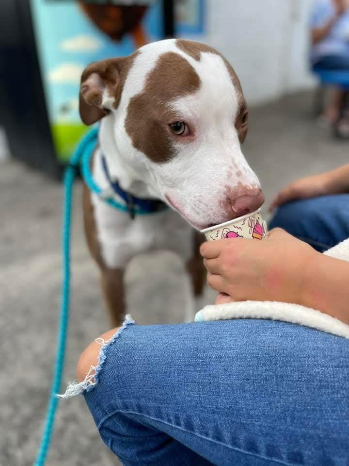 Enlarge Charlie (CP), a Adoptable Pit Bull Terrier in Livonia, MI image 2/3