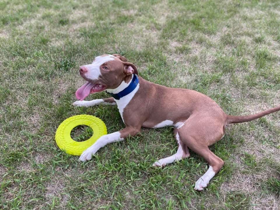 Enlarge Charlie (CP), a Adoptable Pit Bull Terrier in Livonia, MI image 2/3