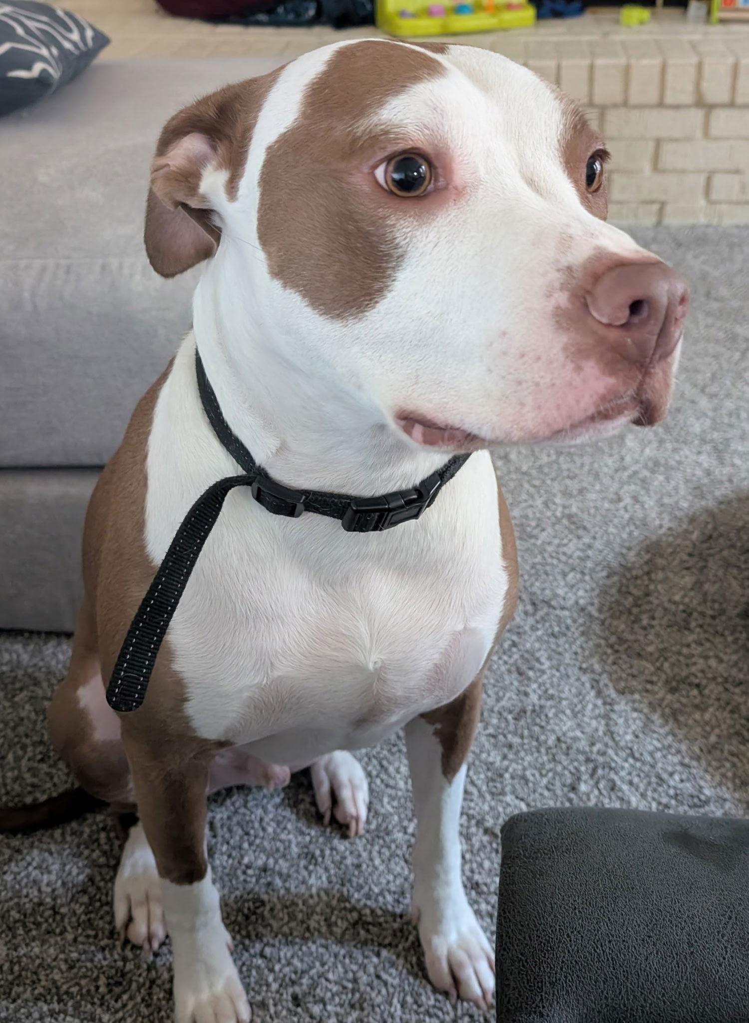 Enlarge Charlie (CP), a Adoptable Pit Bull Terrier in Livonia, MI image 3/3