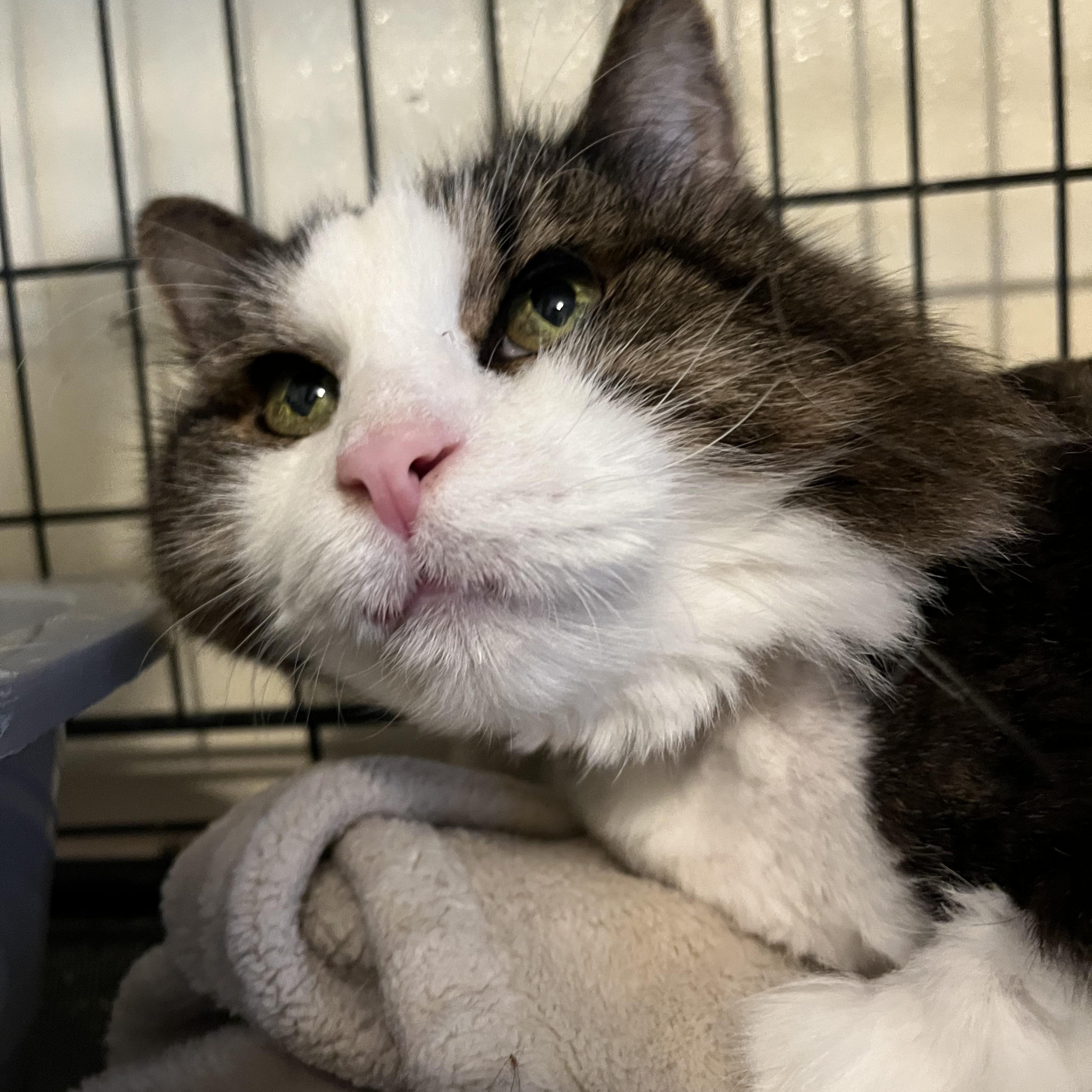 Ludo the Grouch, a Adoptable Domestic Long Hair in Moline, IL image 5/5