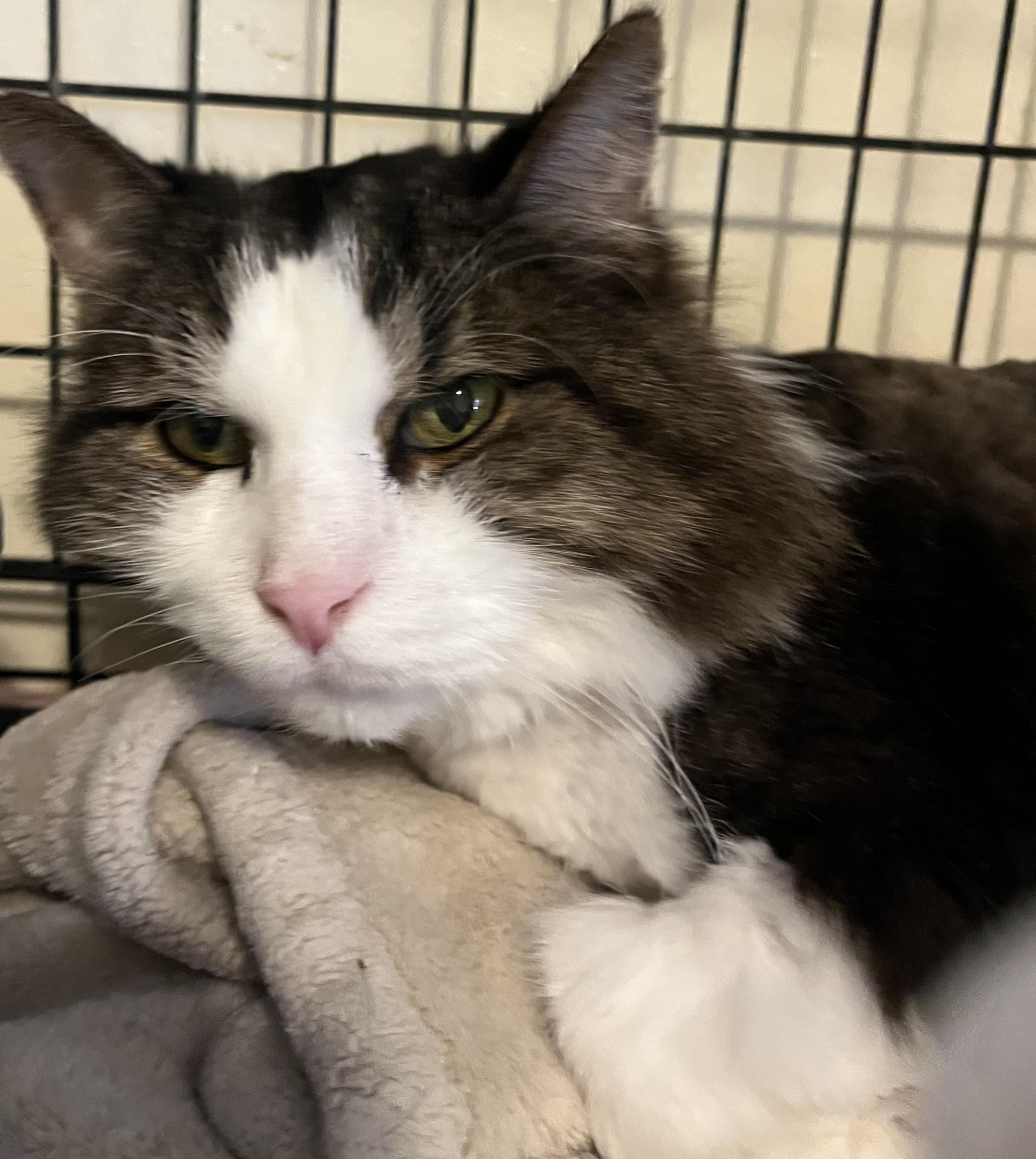 Ludo the Grouch, Adoptable, Senior Male Domestic Long Hair.