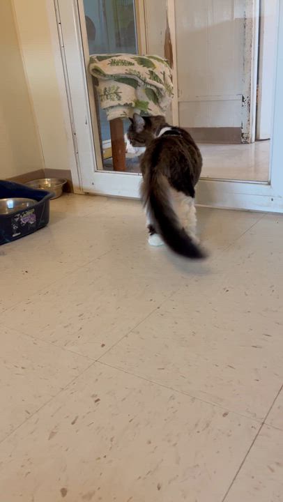 Enlarge Ludo the Grouch, a Adoptable Domestic Long Hair in Moline, IL video 3/5