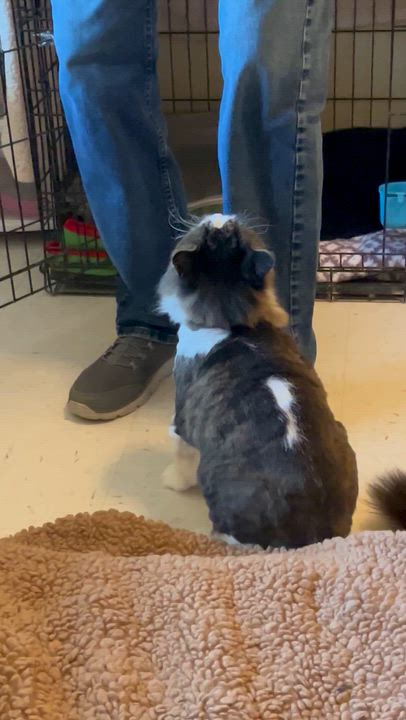 Enlarge Ludo the Grouch, a Adoptable Domestic Long Hair in Moline, IL video 4/5