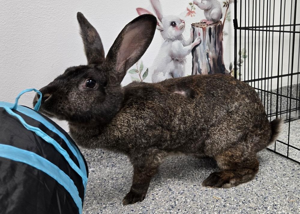 Enlarge Annie, a Adoptable Bunny Rabbit in Westford, MA image 1/6