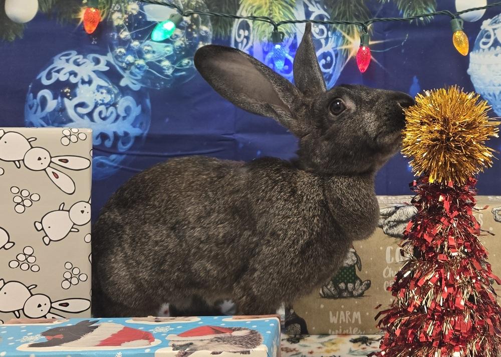 Annie, Adoptable, Adult Female Bunny Rabbit.
