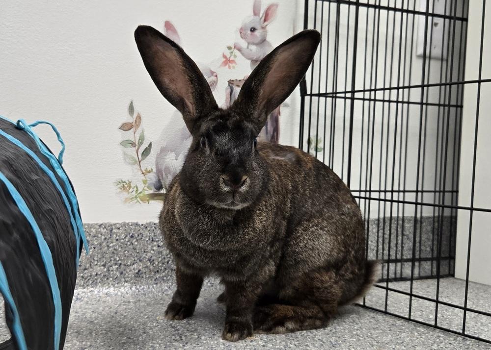 Enlarge Annie, a Adoptable Bunny Rabbit in Westford, MA image 2/6