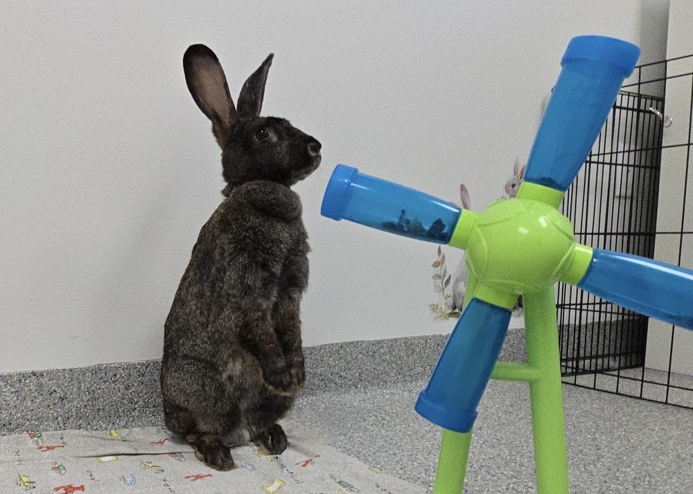 Enlarge Annie, a Adoptable Bunny Rabbit in Westford, MA image 3/6
