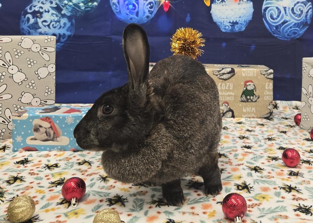 Annie, a Adoptable Bunny Rabbit in Westford, MA image 2/6