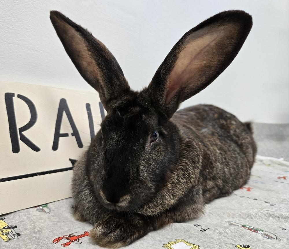 Enlarge Annie, a Adoptable Bunny Rabbit in Westford, MA image 4/6