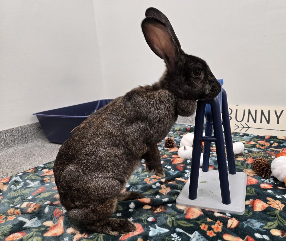 Enlarge Annie, a Adoptable Bunny Rabbit in Westford, MA image 5/6