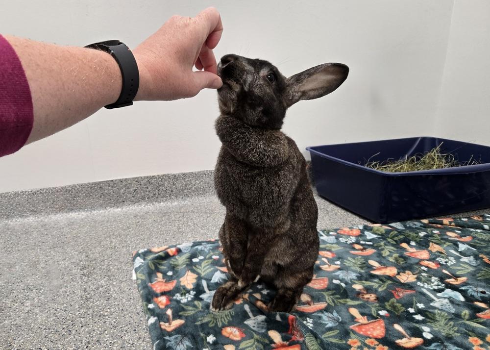 Annie, a Adoptable Bunny Rabbit in Westford, MA image 3/6