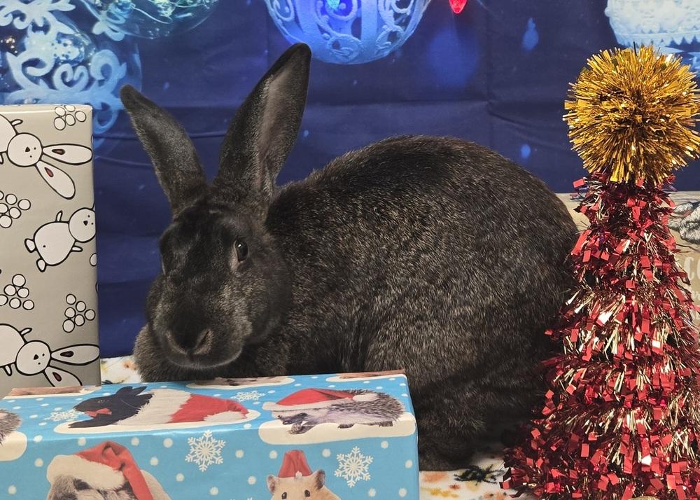 Annie, a Adoptable Bunny Rabbit in Westford, MA image 4/6