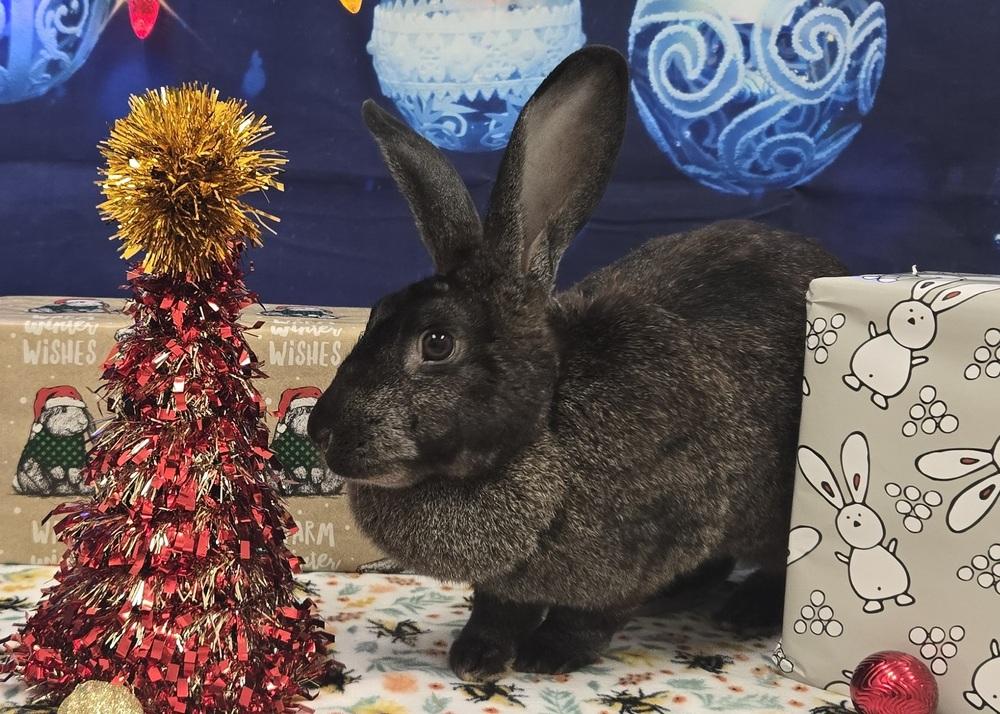 Annie, a Adoptable Bunny Rabbit in Westford, MA image 5/6