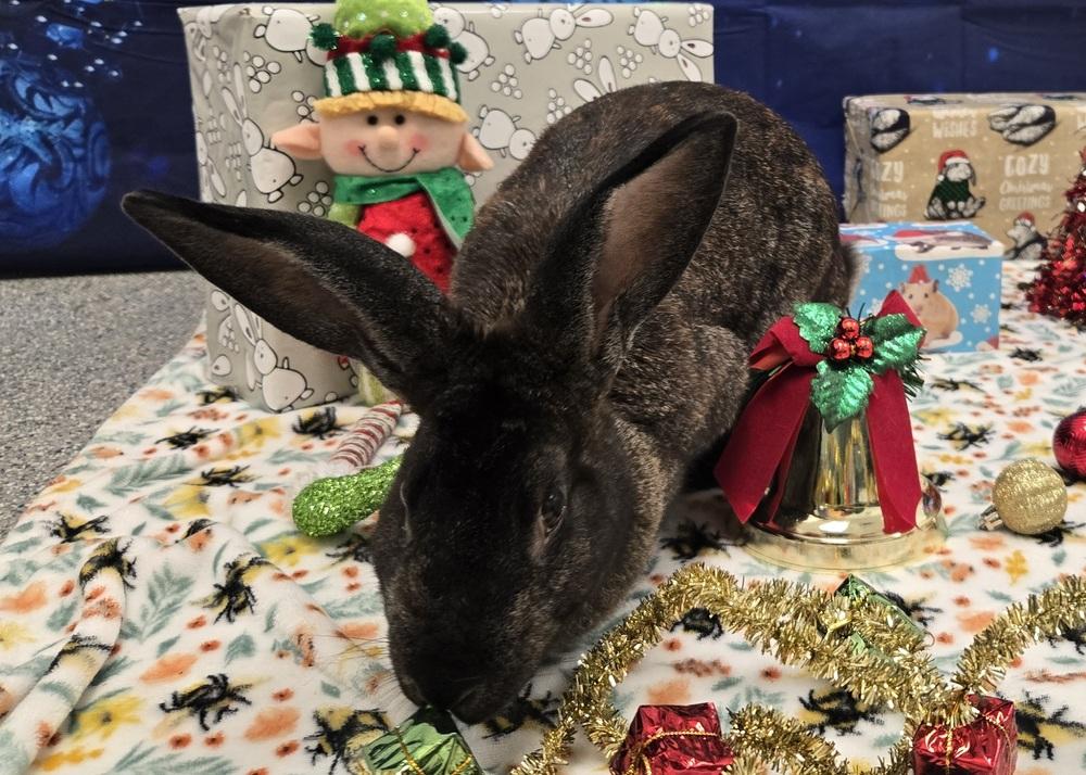 Annie, a Adoptable Bunny Rabbit in Westford, MA image 6/6