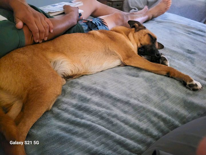 Arlo, a Adoptable mixed breed in Kerrville, TX image 1/4