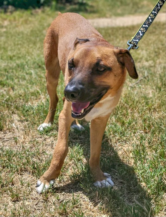 Arlo, a Adoptable mixed breed in Kerrville, TX image 3/4