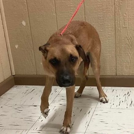 Arlo, a Adoptable mixed breed in Kerrville, TX image 4/4