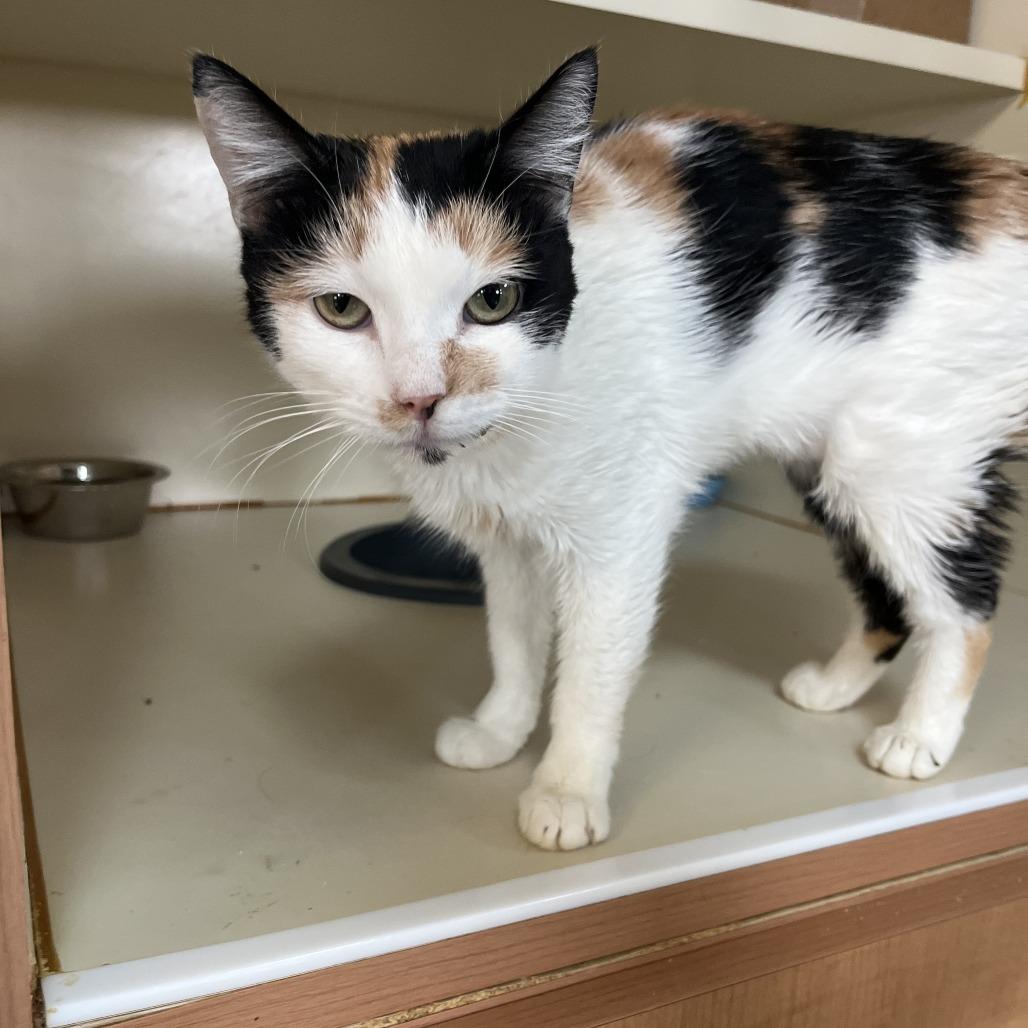 Gemma, Adoptable, Adult Female Domestic Short Hair.