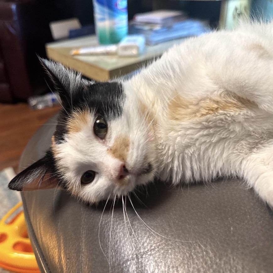 Enlarge Gemma, a Adoptable Domestic Short Hair in Idaho Falls, ID image 2/4