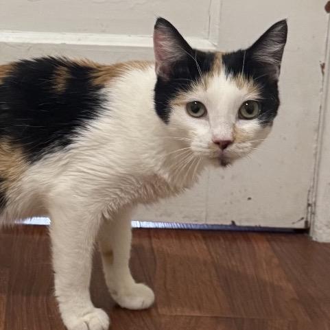 Enlarge Gemma, a Adoptable Domestic Short Hair in Idaho Falls, ID image 3/4