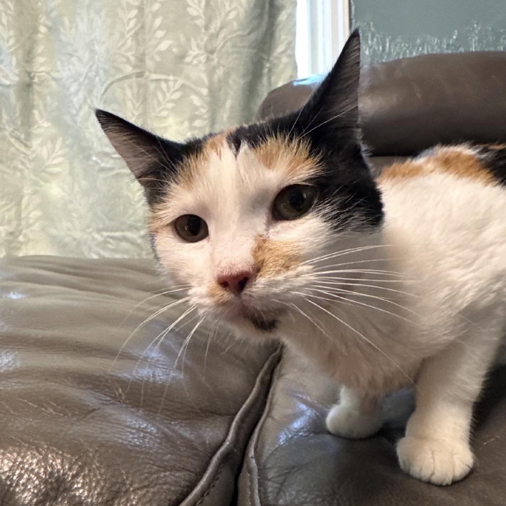 Enlarge Gemma, a Adoptable Domestic Short Hair in Idaho Falls, ID image 4/4