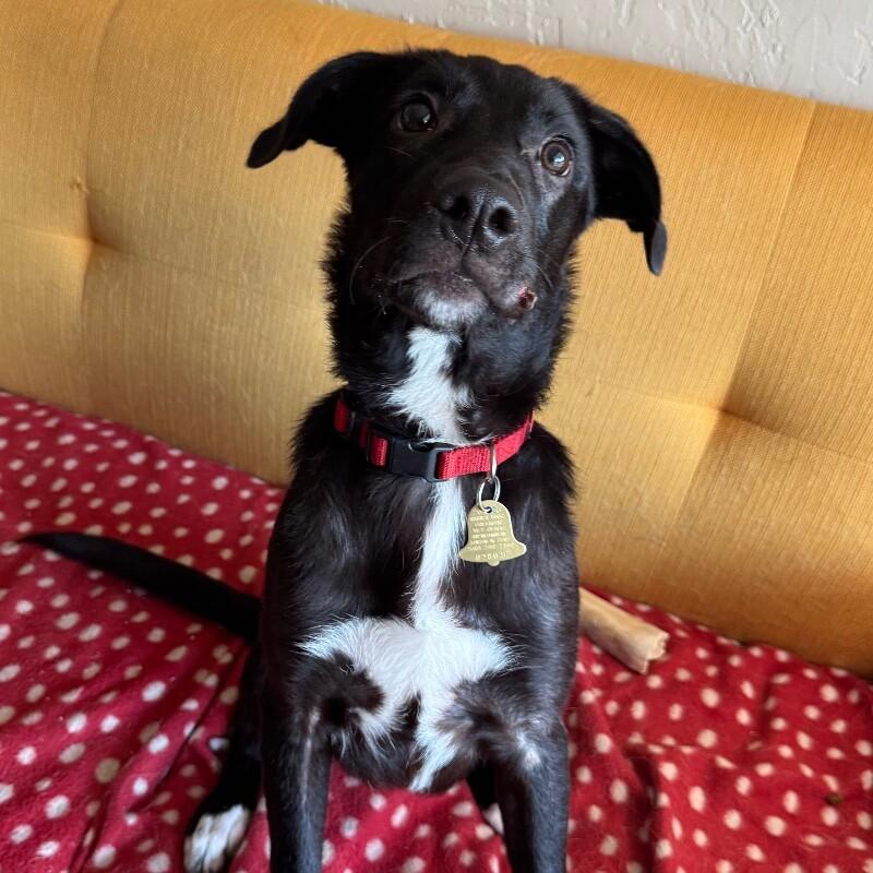 TIGER O'REILLY, Adoptable, Puppy Male Black Labrador Retriever & Border Collie.