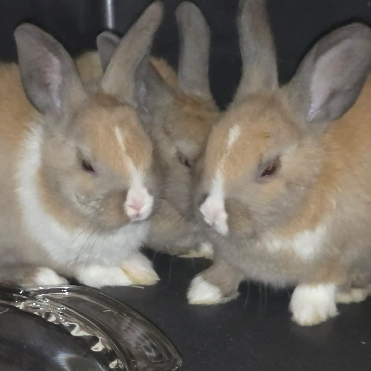Enlarge Triplets, a Adoptable Dutch in FOLEY, AL image 1/1