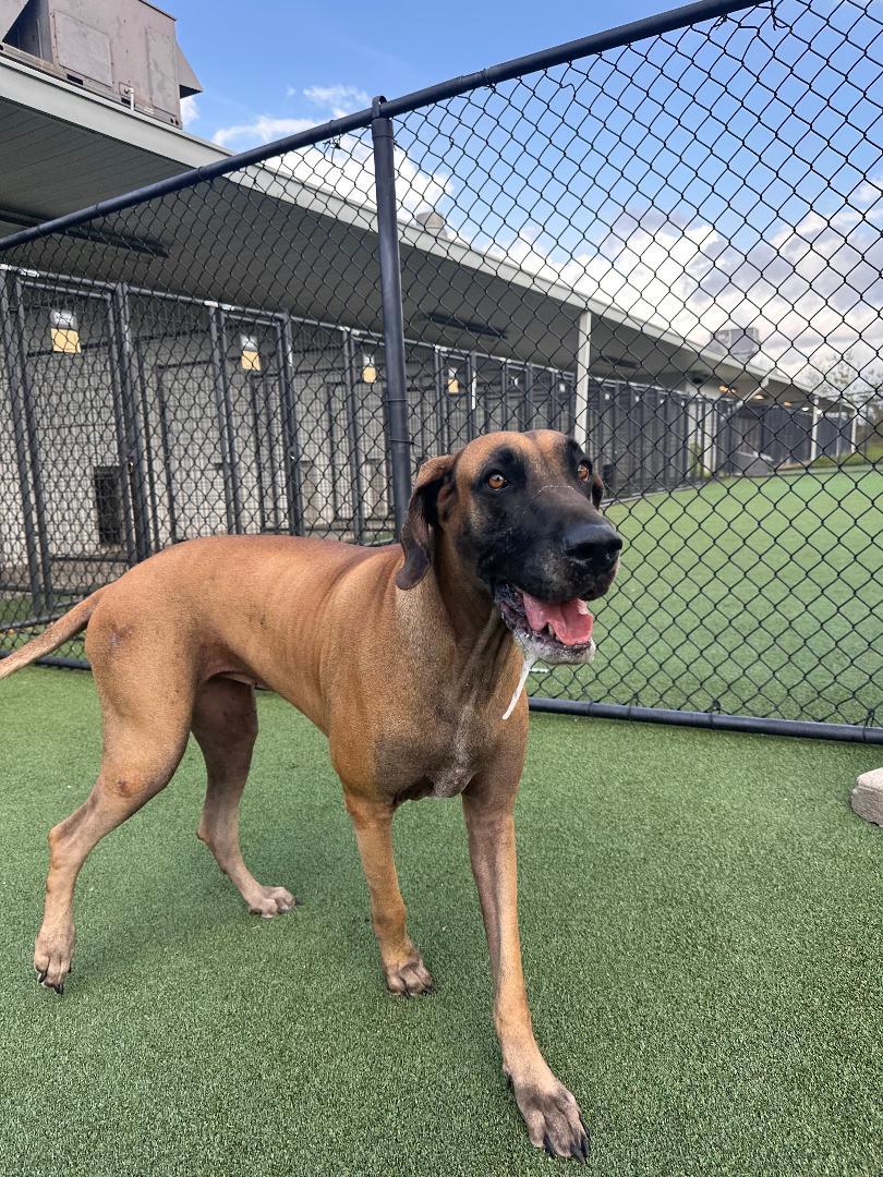 Lady, ADOPTABLE, Adult Female Great Dane.