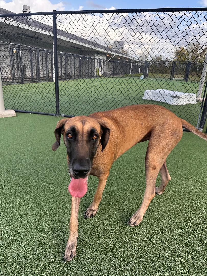 Enlarge Lady, a ADOPTABLE Great Dane in Houston, TX image 3/5