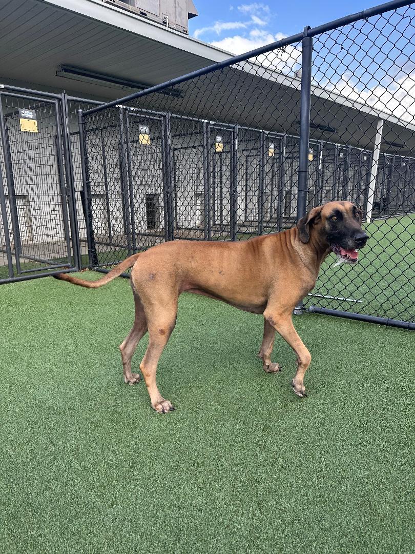 Enlarge Lady, a ADOPTABLE Great Dane in Houston, TX image 5/5