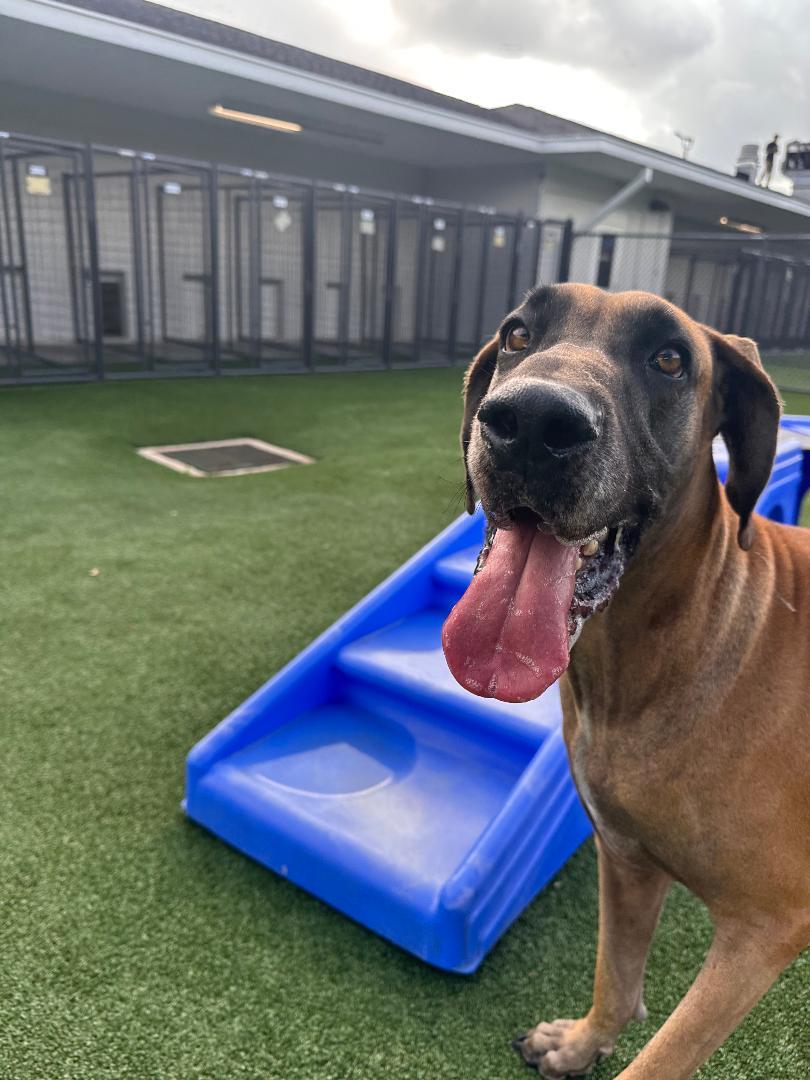 Enlarge Lady, a ADOPTABLE Great Dane in Houston, TX image 4/5