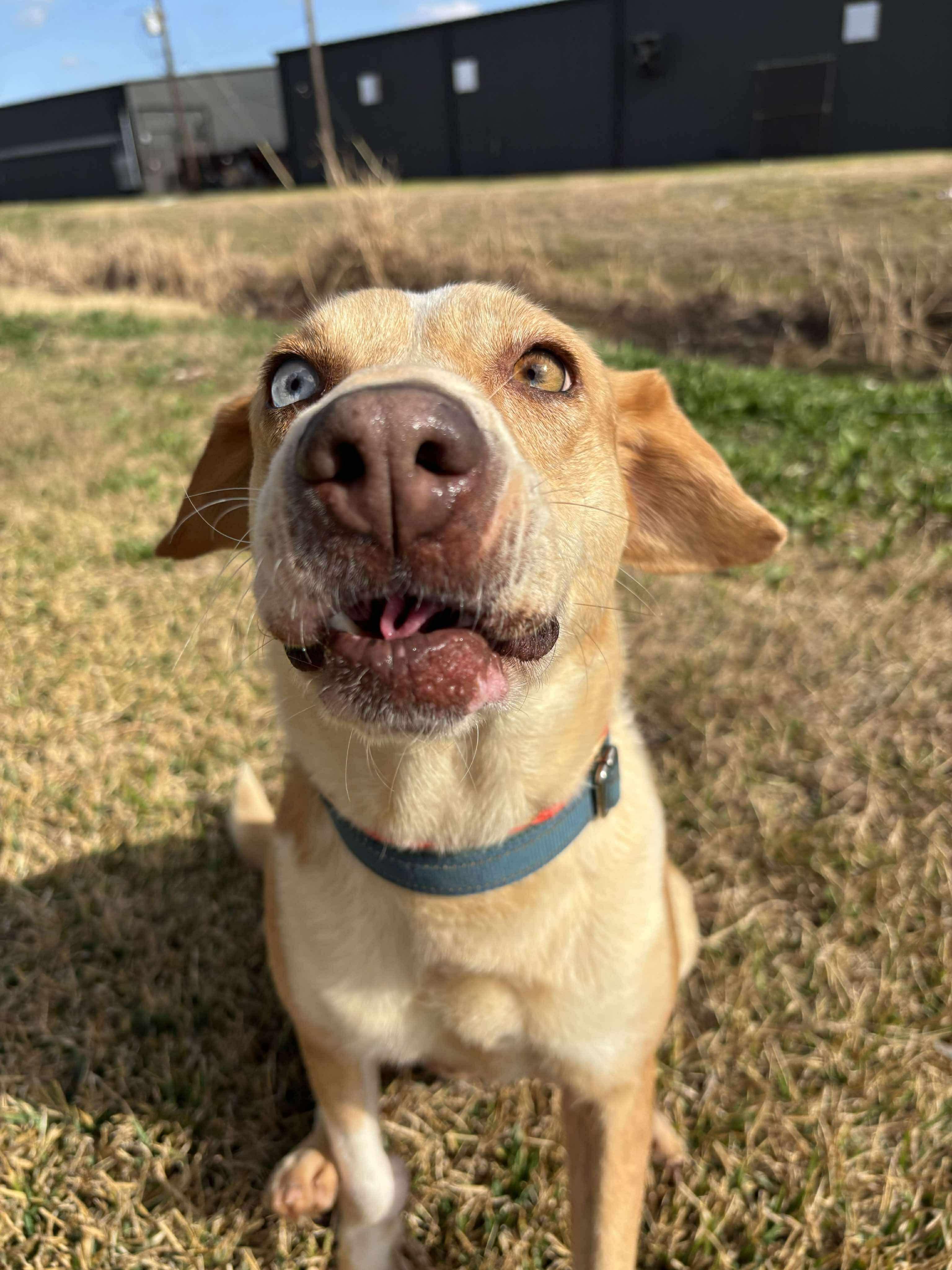 Enlarge Flo, a Adoptable mixed breed in Newburgh, NY image 4/6