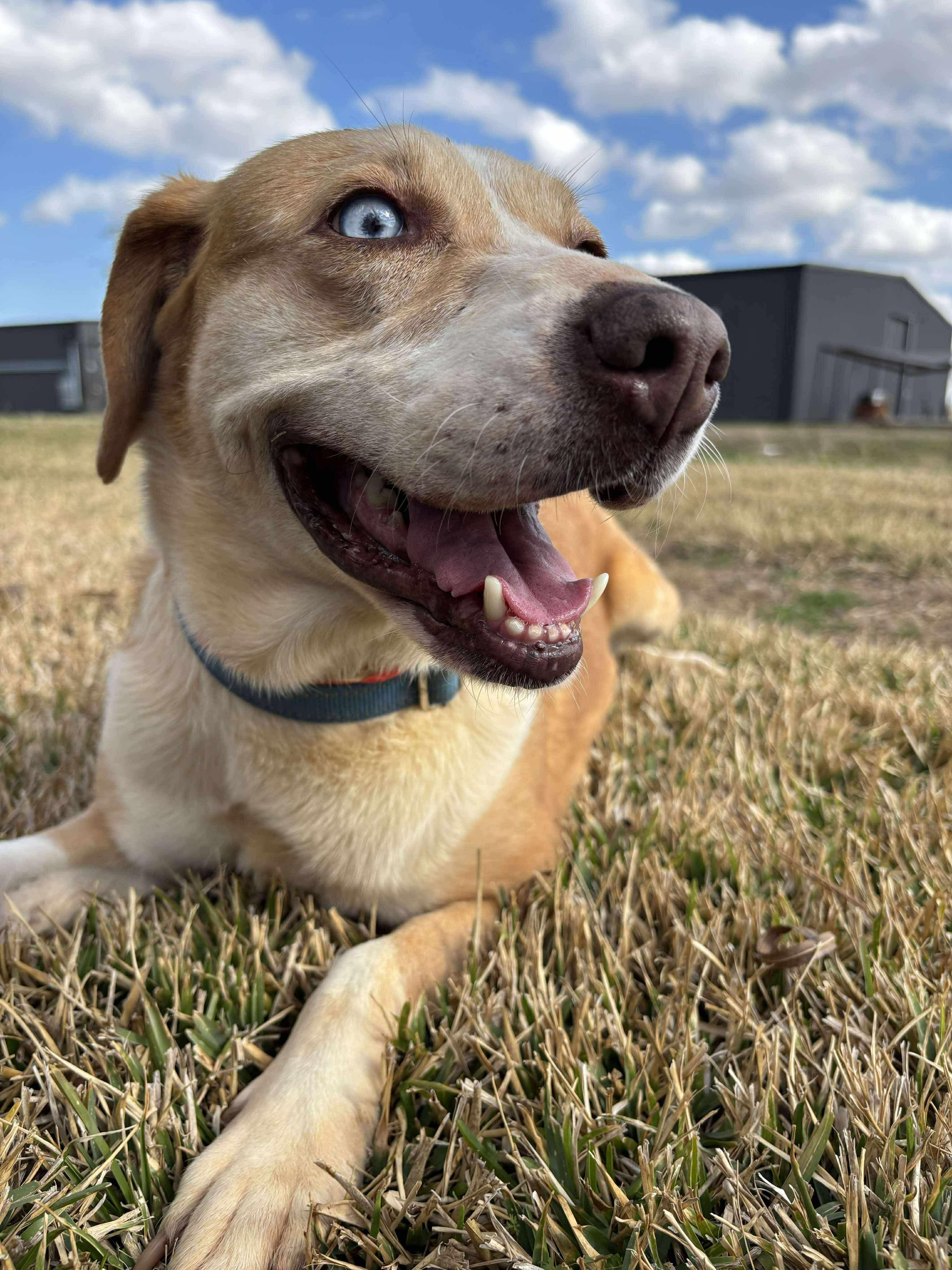 Enlarge Flo, a Adoptable mixed breed in Newburgh, NY image 2/6