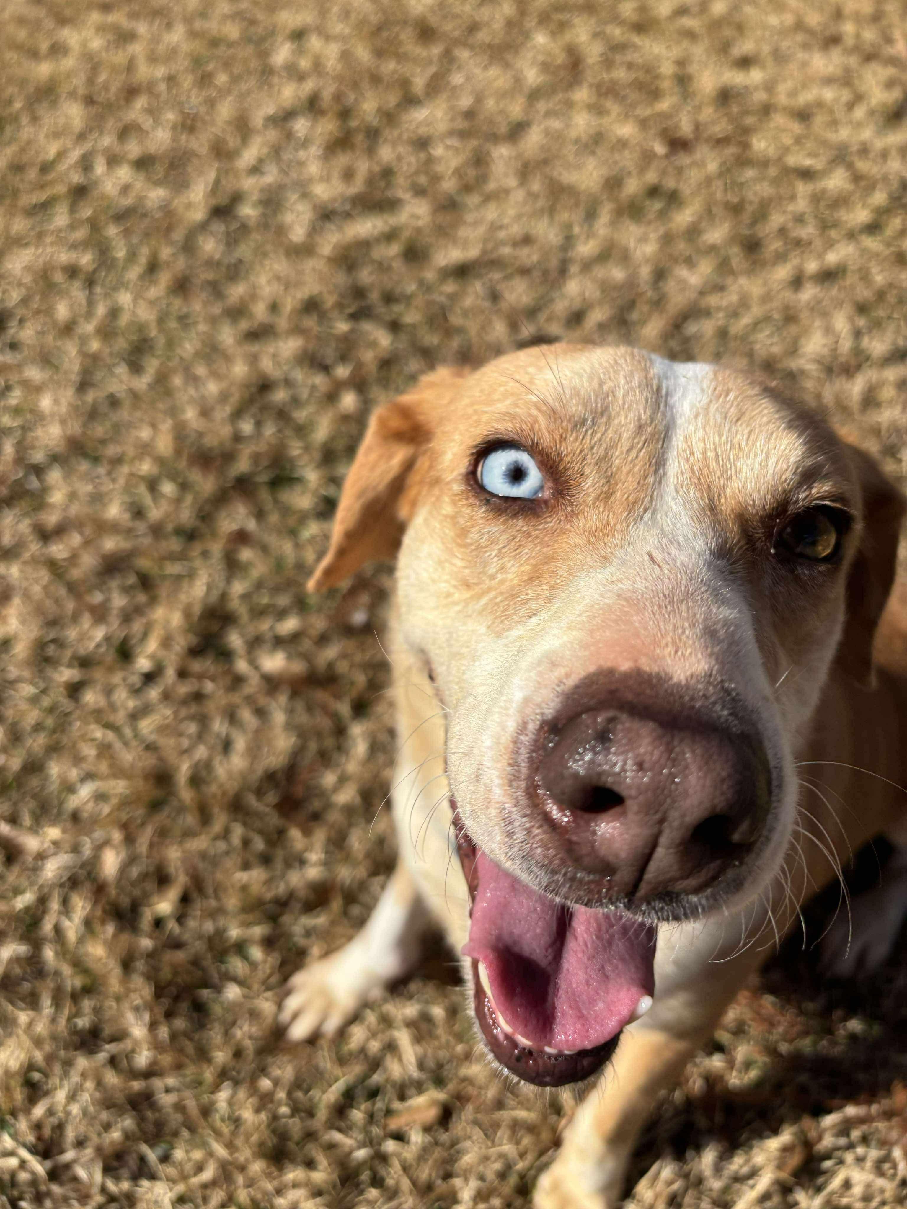 Enlarge Flo, a Adoptable mixed breed in Newburgh, NY image 3/6