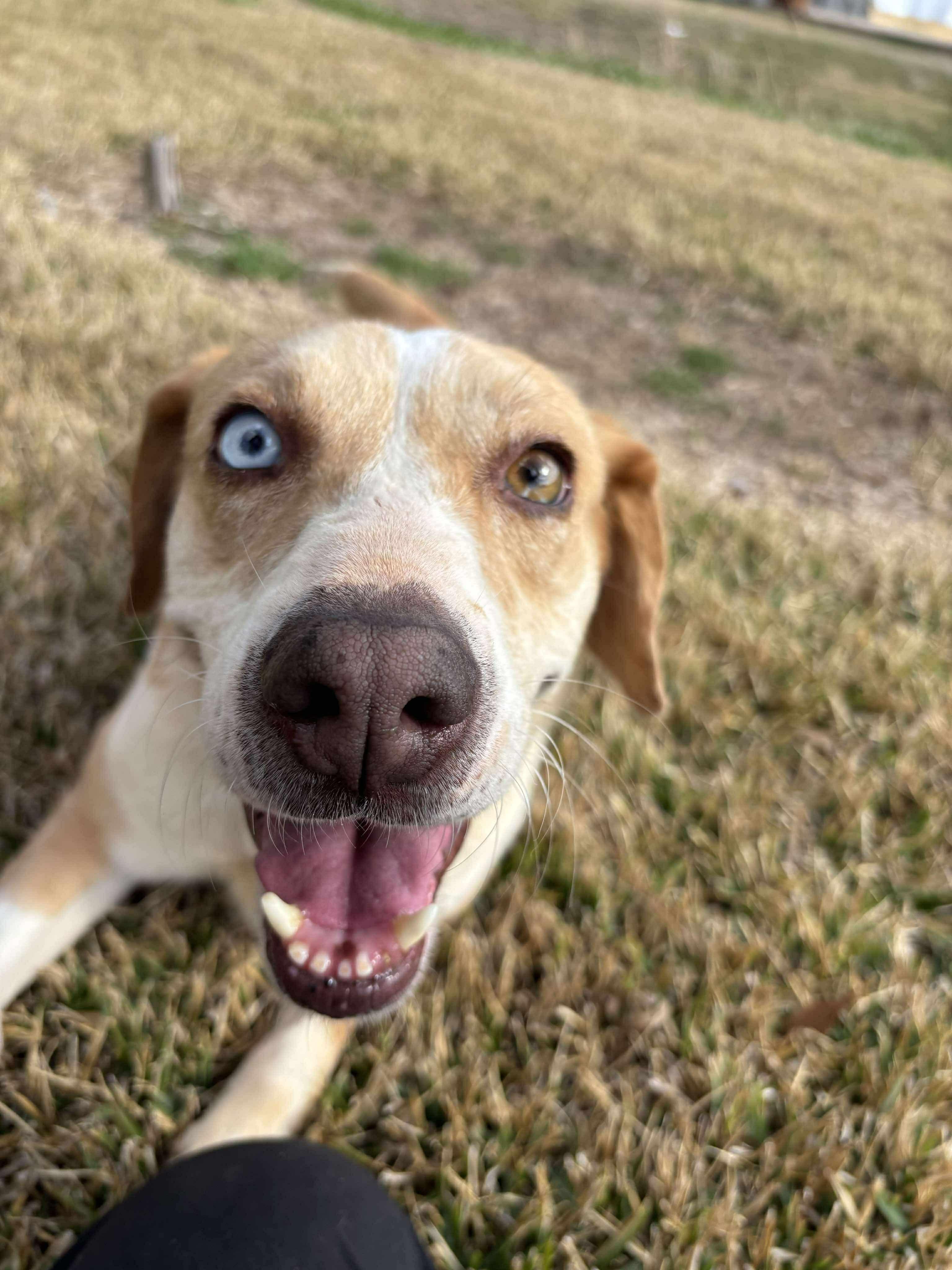 Enlarge Flo, a Adoptable mixed breed in Newburgh, NY image 5/6