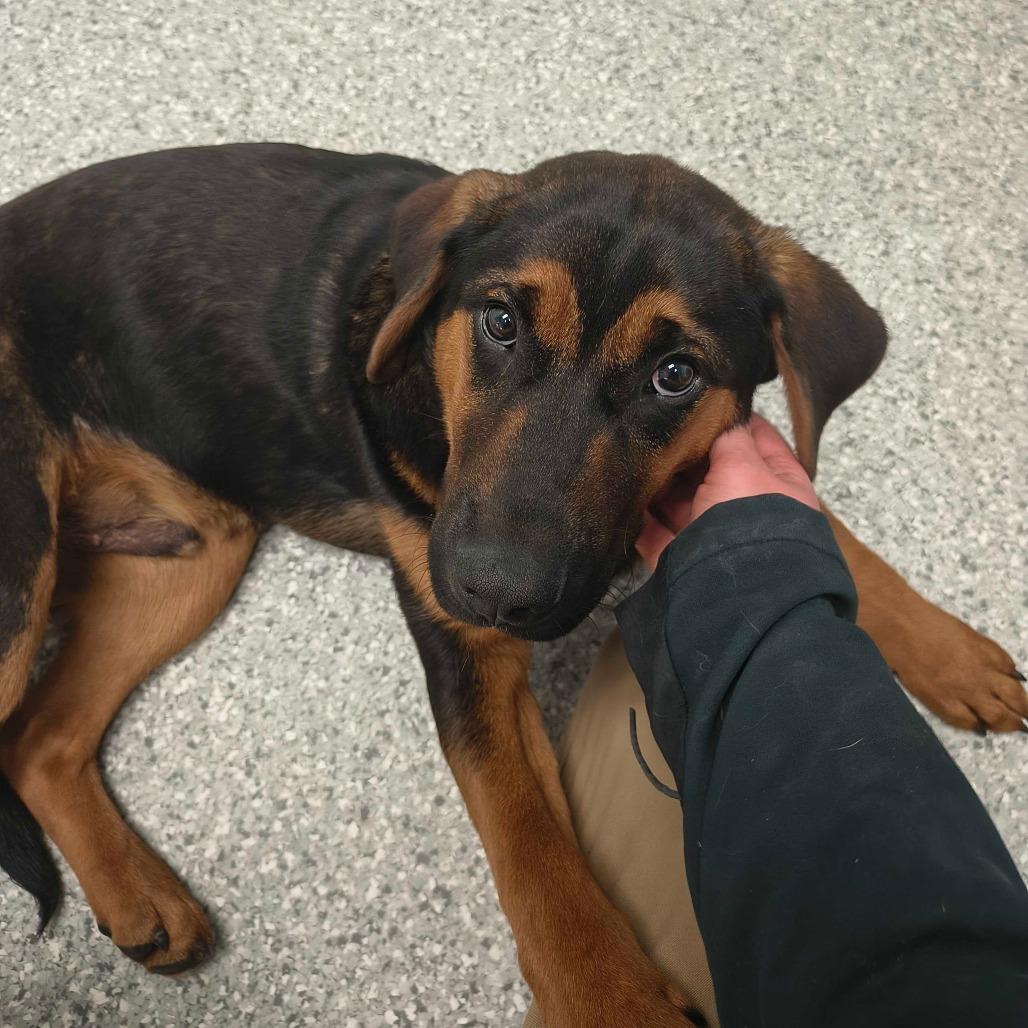 Enlarge Stetson, a Adoptable Bloodhound in Enfield, NH image 1/4