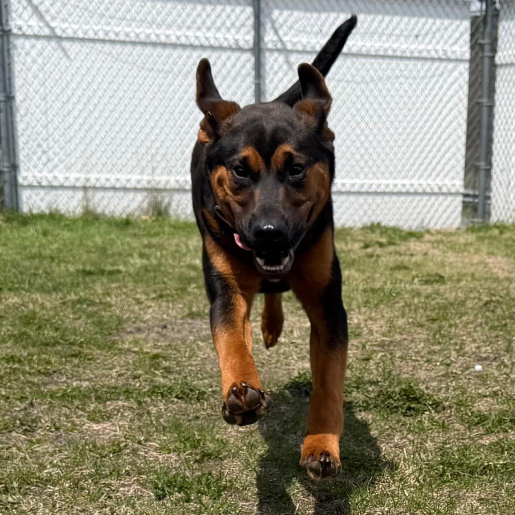 Enlarge Stetson, a Adoptable Bloodhound in Enfield, NH image 2/4