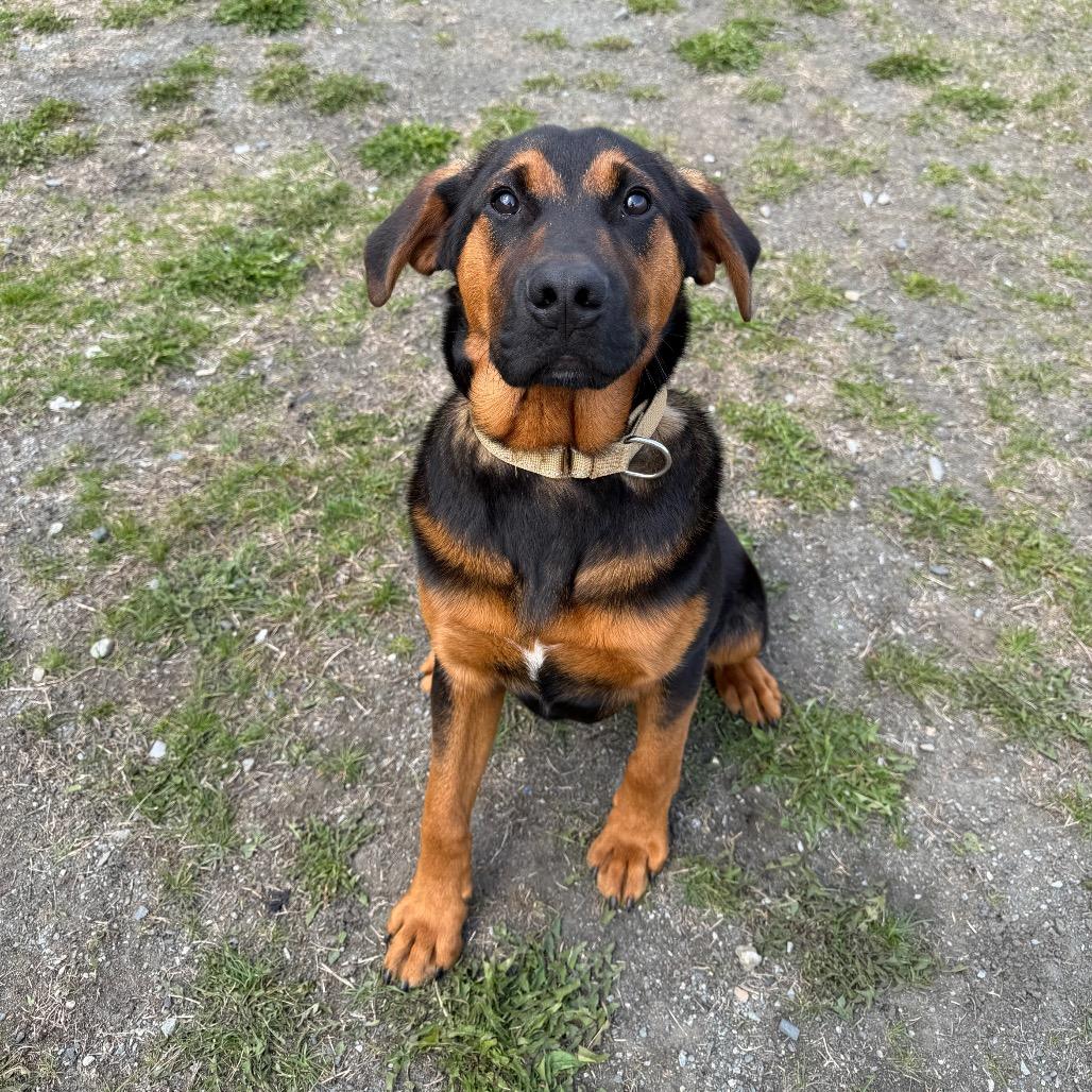Enlarge Stetson, a Adoptable Bloodhound in Enfield, NH image 3/4